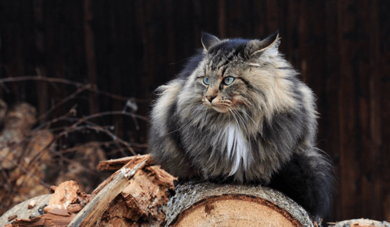 The bond between Vikings and cats
