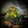 Forest Dragon, Sandara Tang Hatchlight