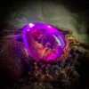 Tyrannosaurus Rex Hatchlight