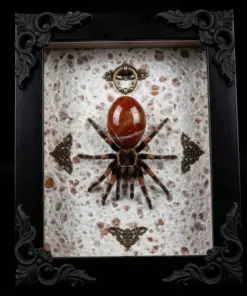Red Stone Abdomen Tarantula Spider Shadow Box