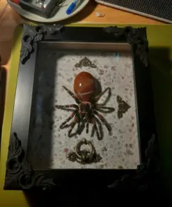 Red Stone Abdomen Tarantula Spider Shadow Box - Image 5
