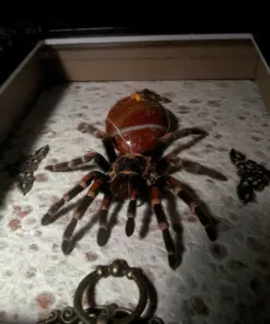 Alternative view of Red Stone Abdomen Tarantula Spider Shadow Box