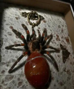 Red Stone Abdomen Tarantula Spider Shadow Box - Image 3