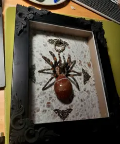Red Stone Abdomen Tarantula Spider Shadow Box - Image 4